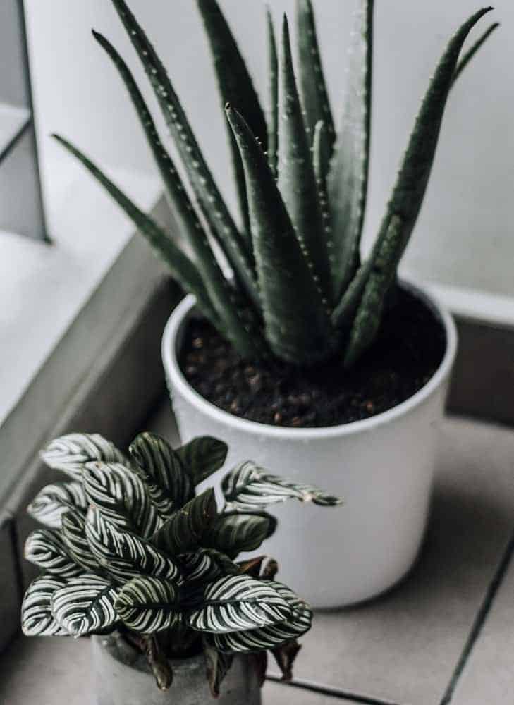 Calathea ornata (pinstripe Calathea) and Aloe succulent in background