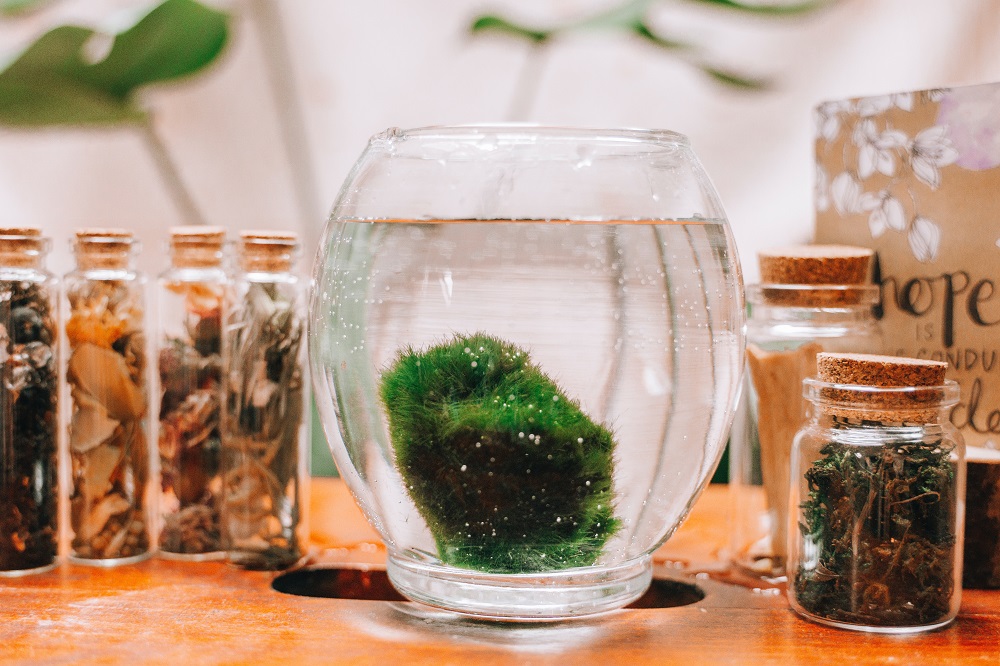 Marimo Moss Ball with Glass Jar - Liqui-Dirt