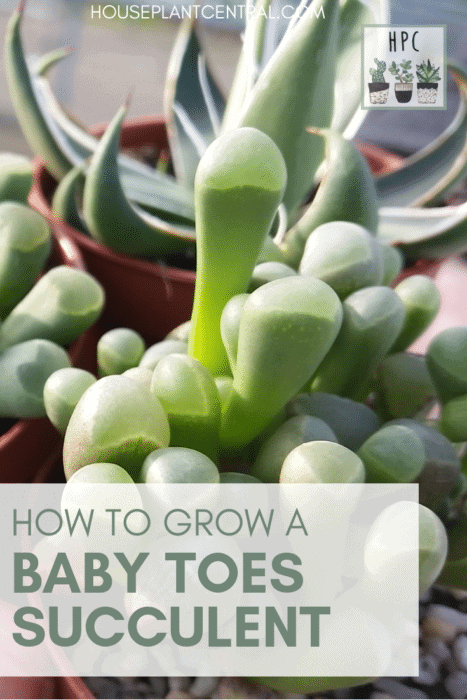 Small baby toes succulent (Fenestraria) in the sun | Full Fenestraria succulent care guide