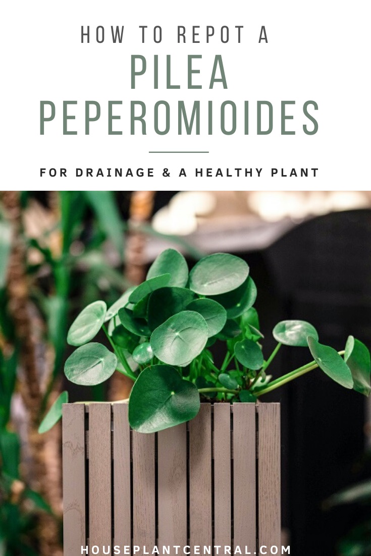 Pilea peperomioides houseplant in square wooden planter.