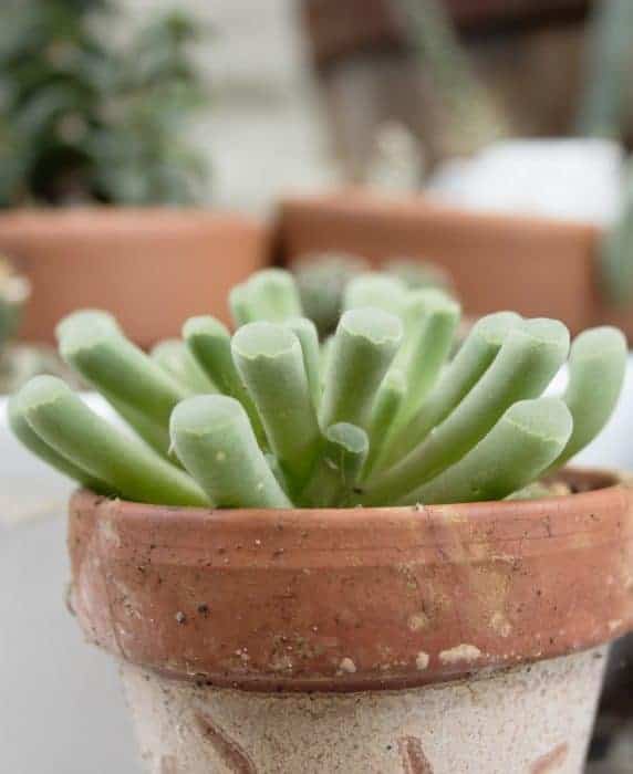 Frithia pulchra (fairy elephant's feet) succulent in terracotta planter