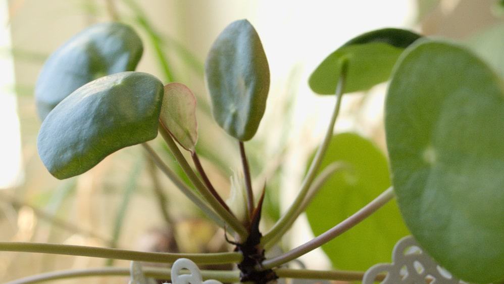 pilea peperomioides plant