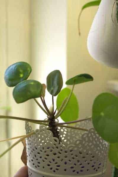 Small Pilea peperomioides (Chinese money plant) in decorative white planter