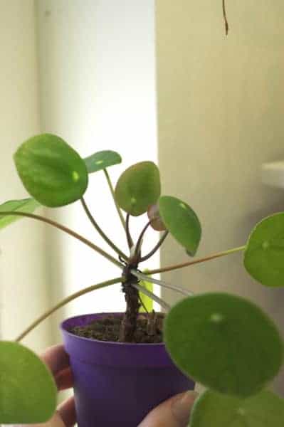 Small Pilea peperomioides (Chinese money plant) in purple plastic nursery pot