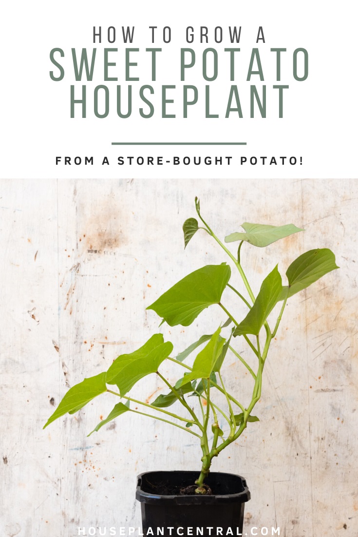 Sweet potato vine plant | How to grow a sweet potato houseplant