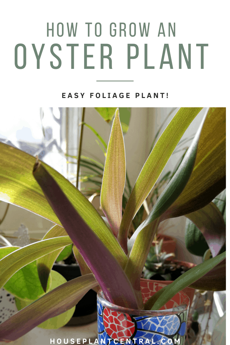 Oyster plant (Tradescantia spathacea) in small colorful vase | Full oyster plant care guide