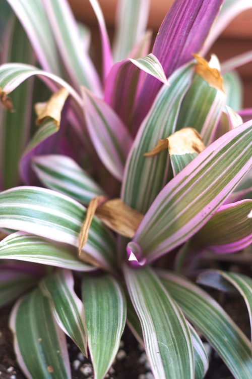 Close-up of variegated oyster plant in the sunlight.