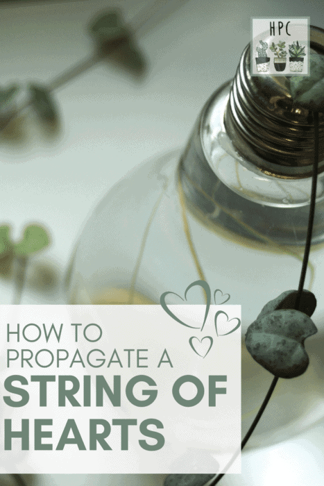 String of hearts plant cuttings grown in a lightbulb-shaped vase | Full guide on propagating string of hearts