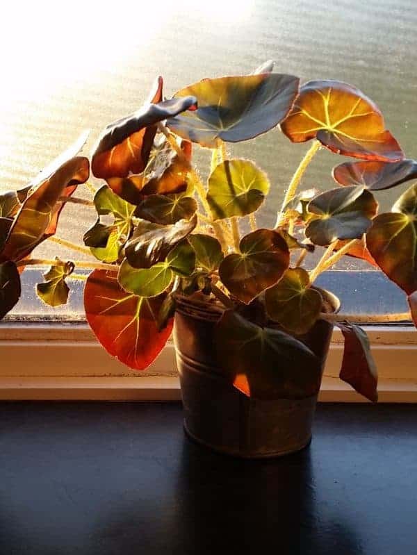 Beefsteak Begonia in metal bucket planter, photographed during sunset