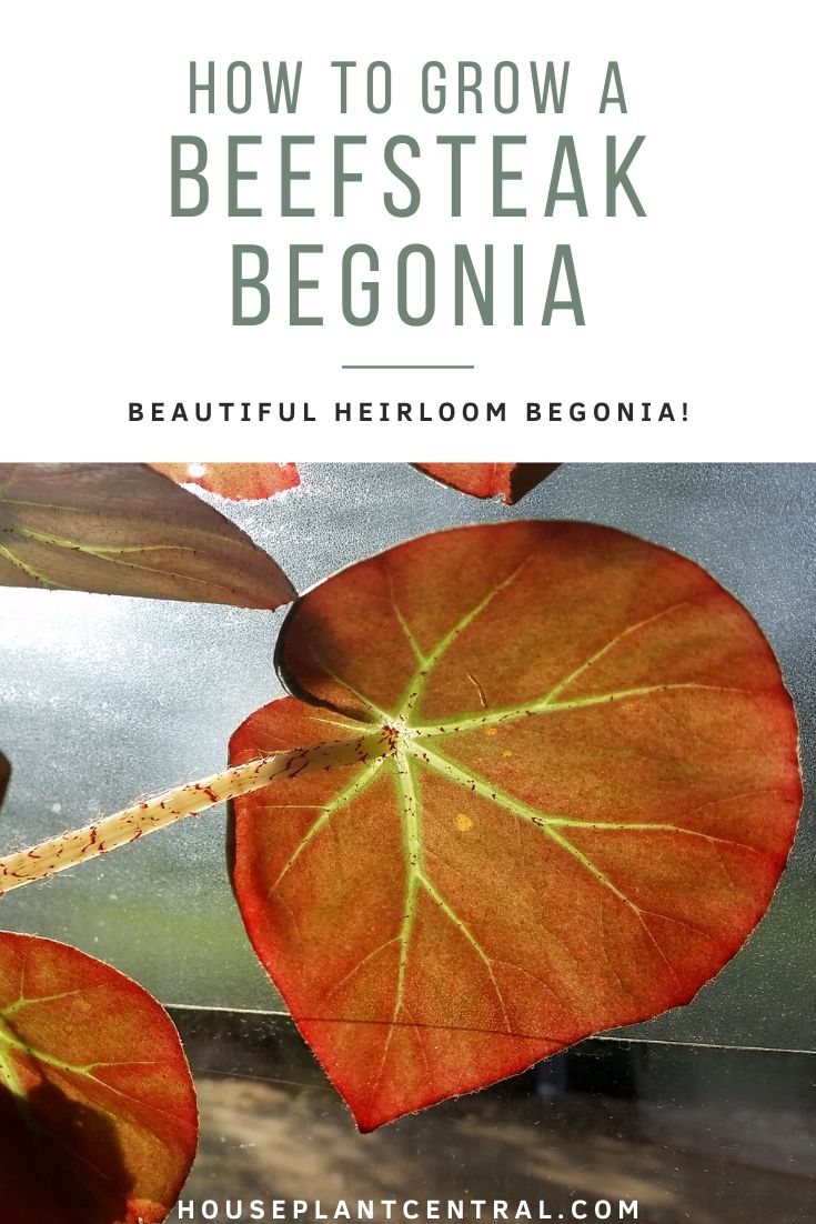 Beefsteak Begonia | Begonia erythrophylla care & info - Houseplant Central