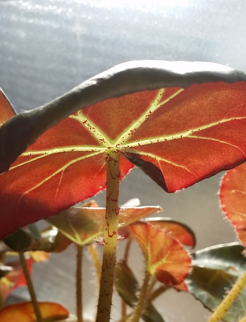 Beefsteak Begonia (Begonia erythrophylla) leaf photographed from the back with sun shining through | Full beefsteak Begonia care guide!
