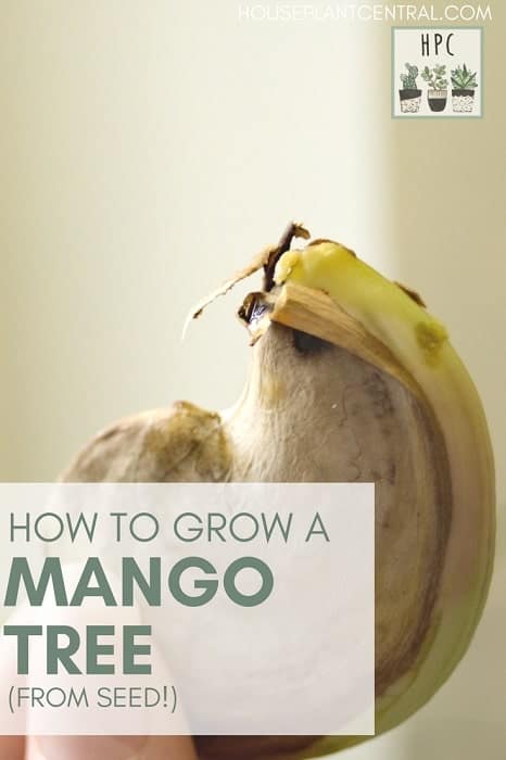 Mango seed ready to propagate | Full guide on growing a mango tree from seed