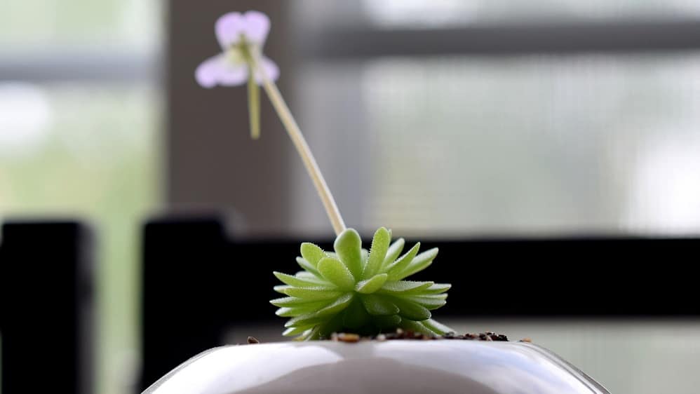 Small Pinguicula esseriana, a carnivorous plant also referred to as Mexican butterwort.