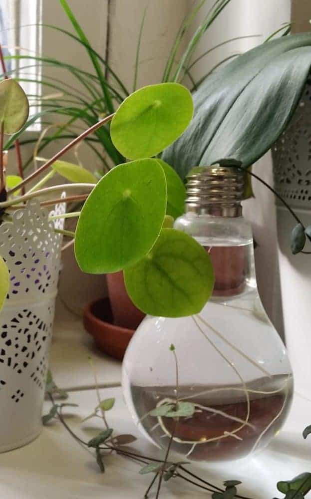 Problems With Pilea Peperomioides How To Revive A Chinese Money - 