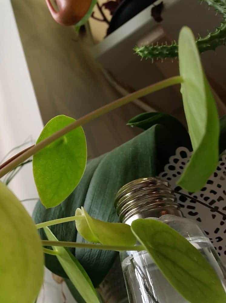 Pilea peperomioides (Chinese money plant) showing curled leaves and yellowing