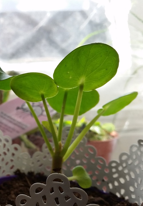 Close-up of small Pilea peperomioides (Chinese money plant) houseplant.