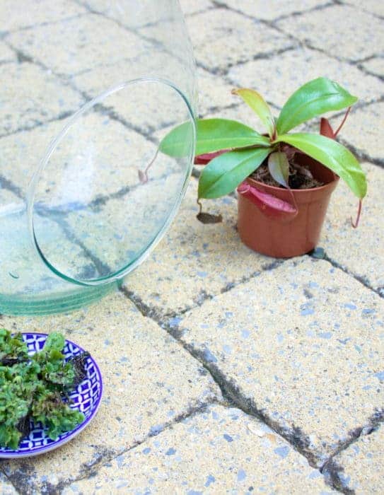 Necessities for a carnivorous plant terrarium with Nepenthes pitcher plant | Full guide on setting up a carnivorous plant terrarium