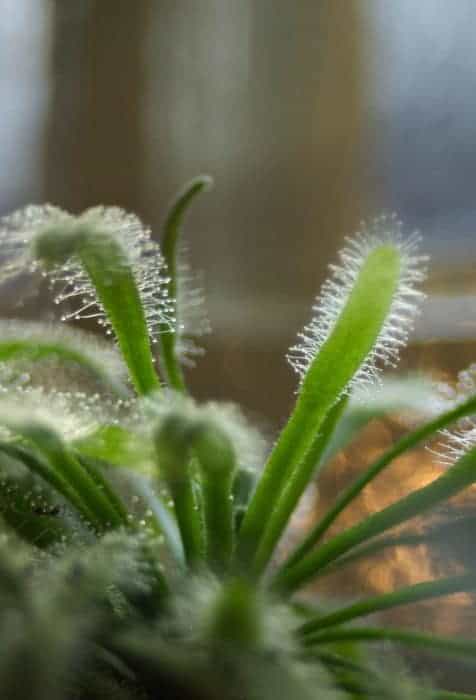 Close up of Cape sundew (Drosera capensis)