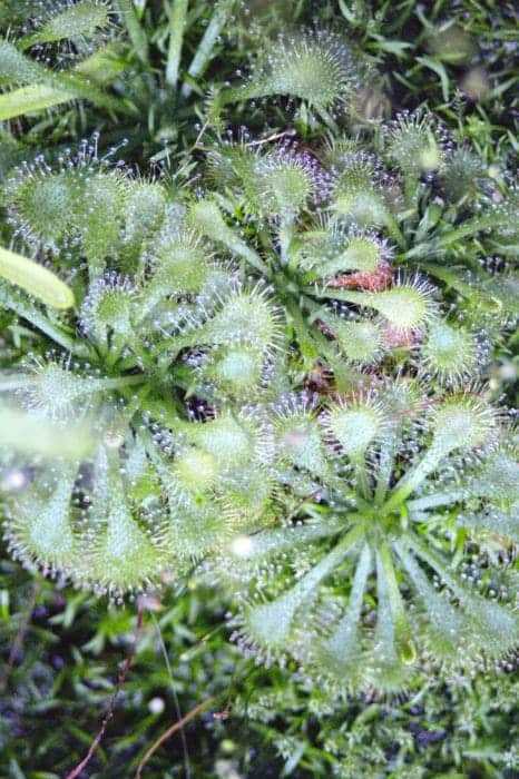 Top view of green Drosera spatulata carnivorous plants, also known as spoon-leaved sundew | Drosera spatulata care guide