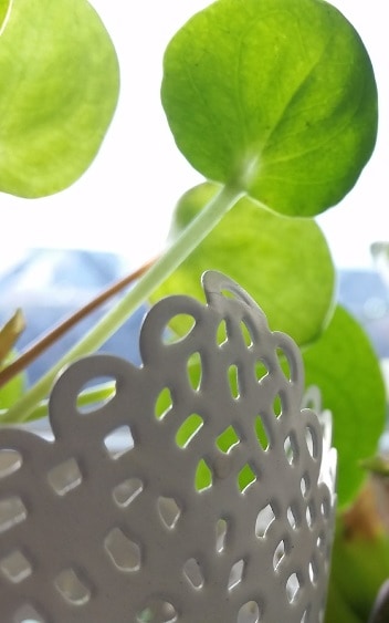 Pilea peperomioides (Chinese money plant) houseplant in white lace-like planter.