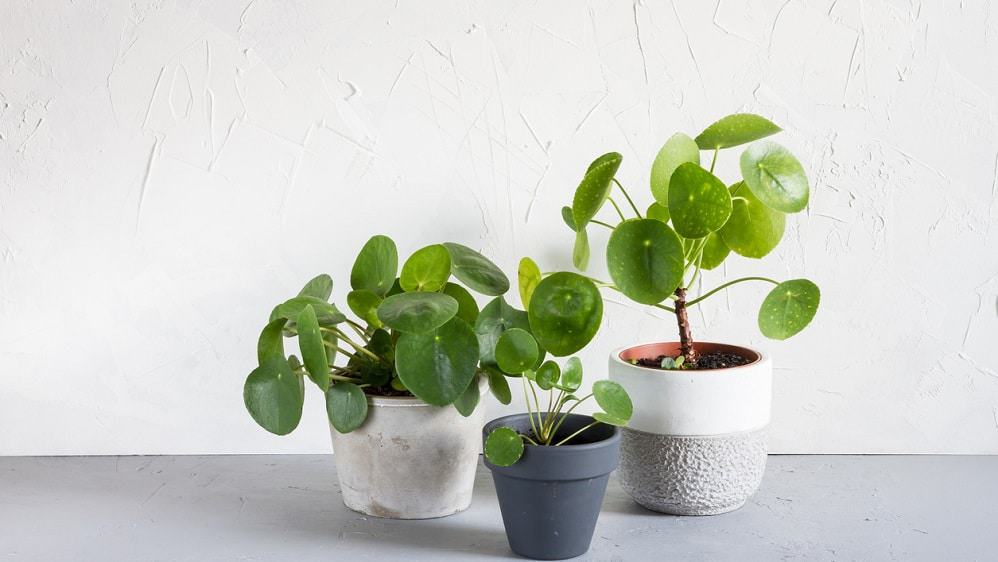 Tres plantas chinas del dinero (Pilea peperomioides). Articulo sobre diagnóstico de problemas con Pilea.