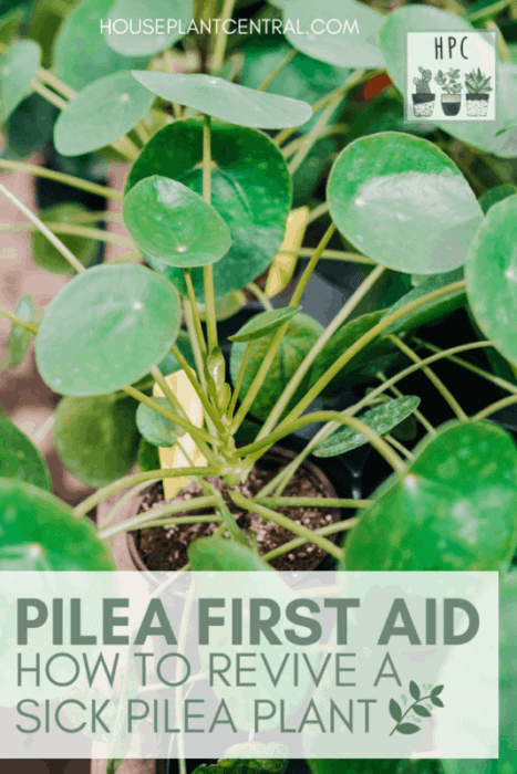 Problems With Pilea Peperomioides How To Revive A Chinese Money - 