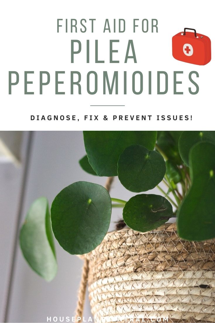 Pilea peperomioides (Chinese money plants)