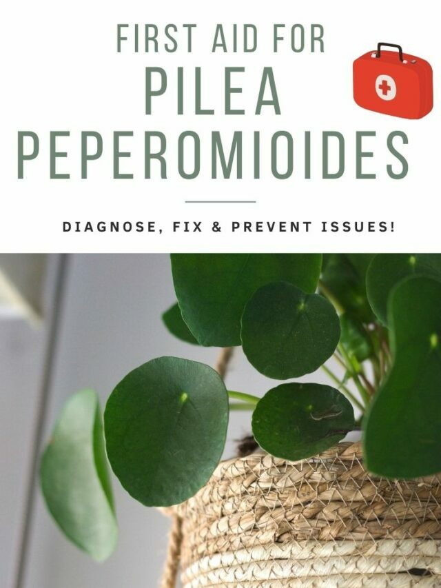 Pilea peperomioides (Chinese money plants)