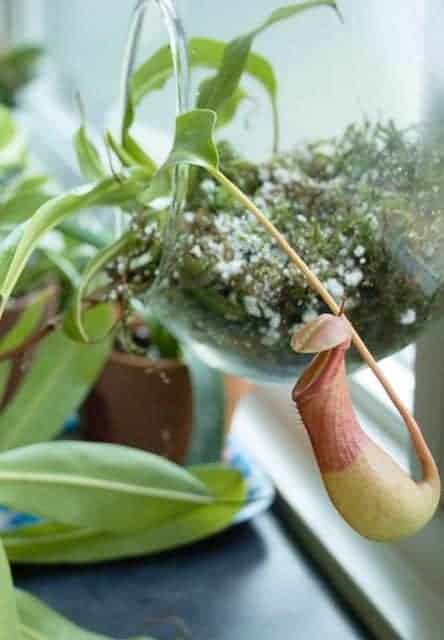 Hanging carnivorous plant terrarium with Nepenthes pitcher plant | Full guide on setting up a carnivorous plant terrarium