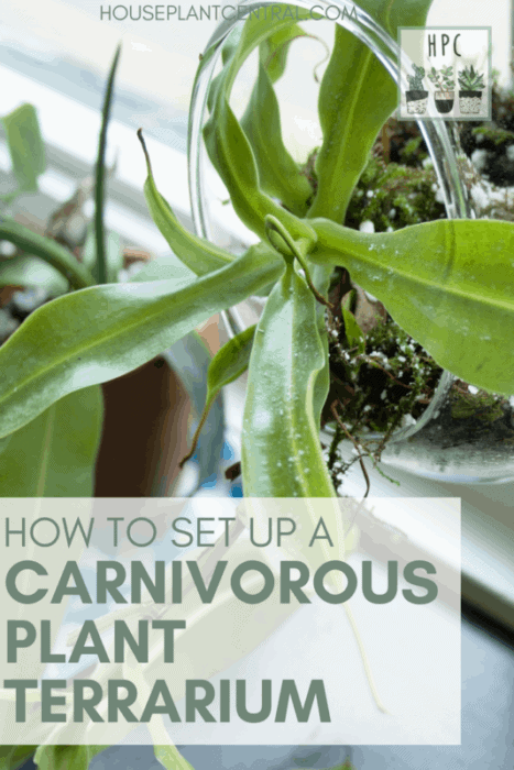 Hanging carnivorous plant terrarium with Nepenthes pitcher plant | Full guide on setting up a carnivorous plant terrarium
