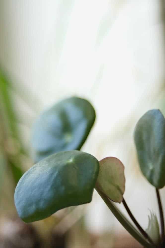 Pilea peperomioides (Chinese money plant) with leaf curling inwards