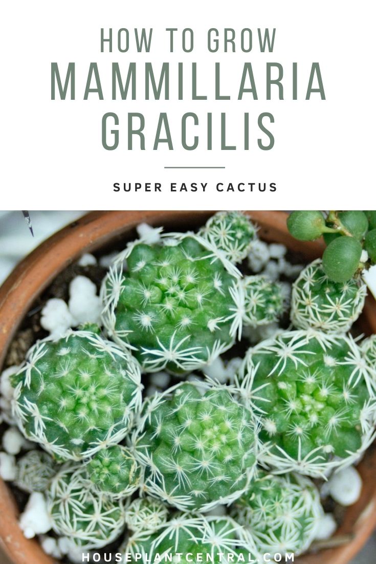 Close up of Mammillaria gracilis (thimble cactus) | Full thimble cactus care guide