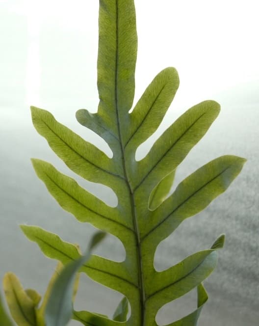 Blue star fern (Phlebodium aureum) foliage