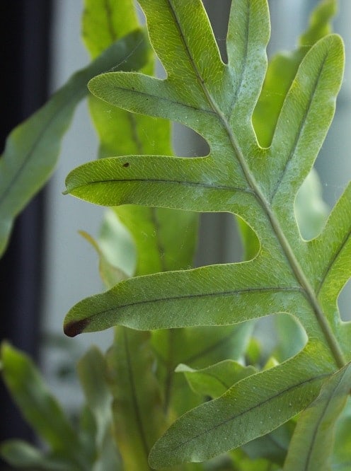 Blue star fern (Phlebodium aureum) foliage close-up