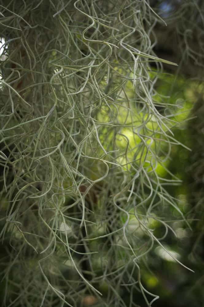 Tillandsia usneoides o musgo español, una planta de interior.