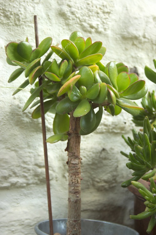 Árbol de jade, una suculenta mejor conocida como Crassula ovata.