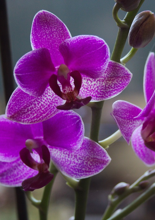 Purple flowers of Phalaenopsis 'Multiflora', an abundantly flowering cultivar of this houseplant
