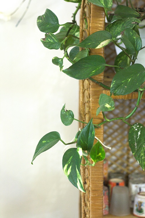 Epipremnum aureum, una planta de interior también conocida como poto.