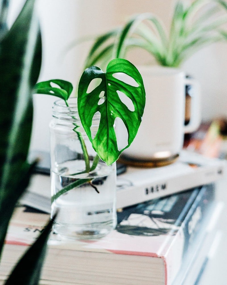 Esqueje de Monstera adansonii, una planta de interior común, en un vaso de agua.