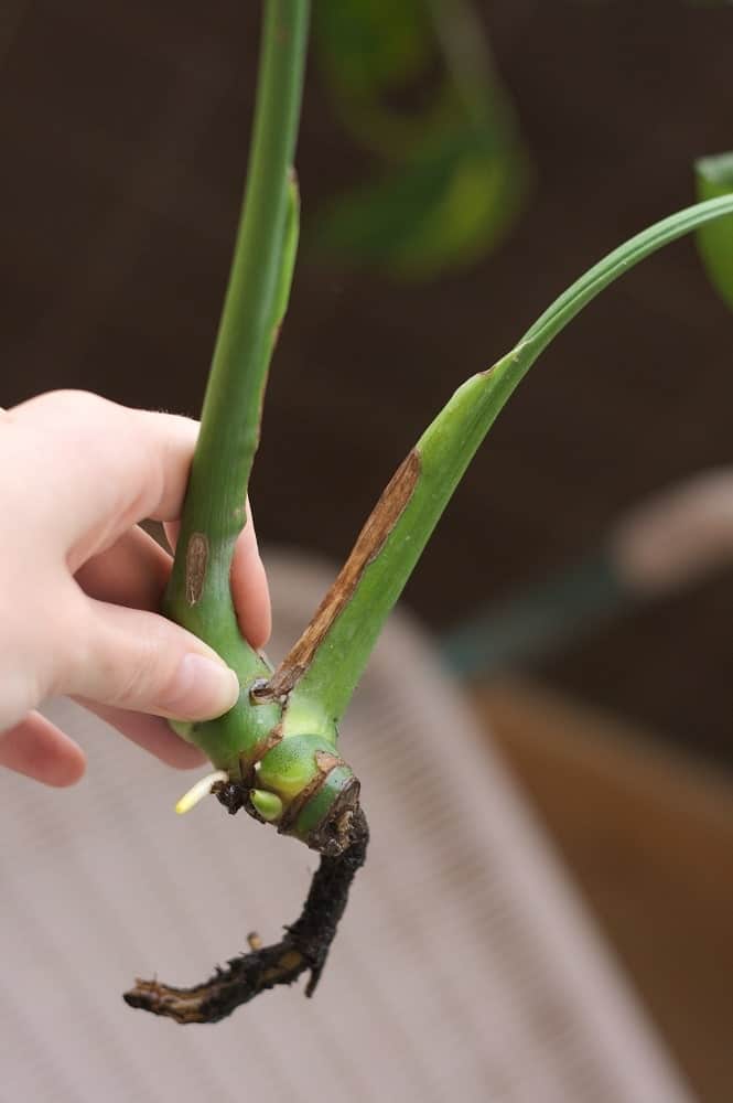 Esqueje de Monstera deliciosa (costilla de Adán), una planta de interior popular.