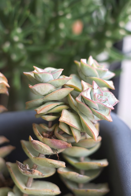 String of buttons succulents in outdoor planter (Crassula perforata)
