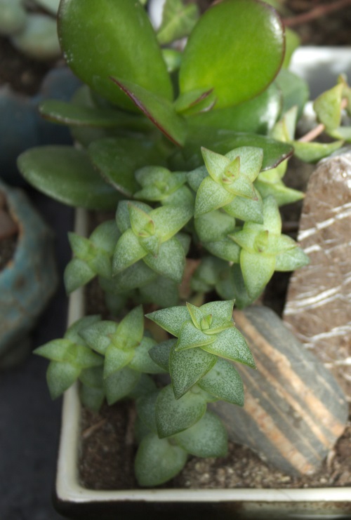 Crassula perforata succulent