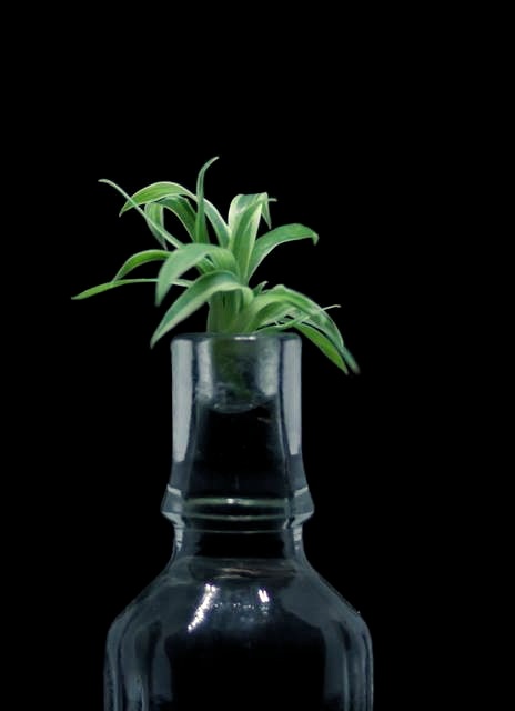 Spider plant cutting in small glass vase.
