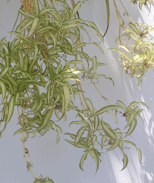 Spider plant (Chlorophytum comosum) with many pups photographed against white outdoor wall