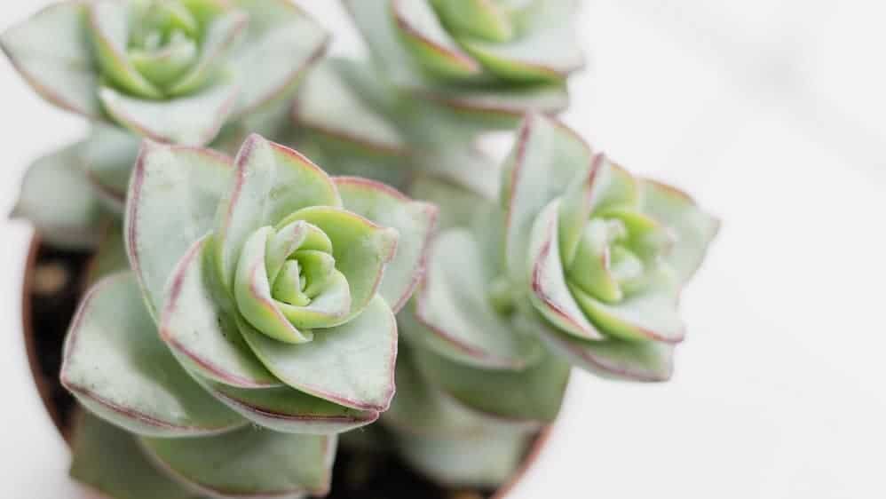 Looking for an easy #succulent that's beginner proof? The lovely string of buttons is an undemanding, fast grower.