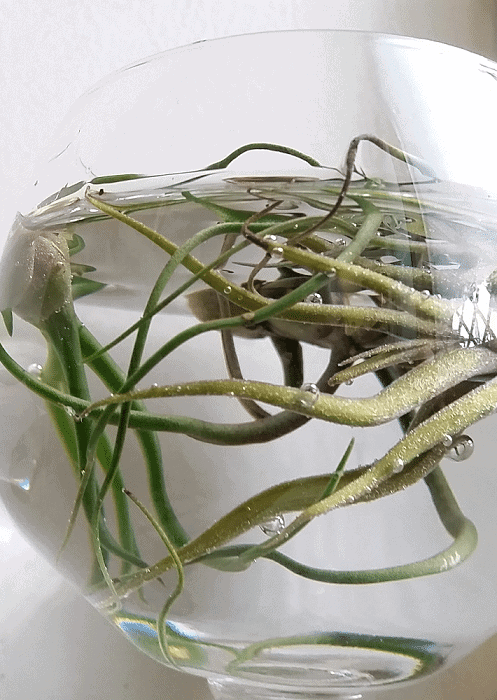 Air plants from the Tillandsia genus soaking in a glass