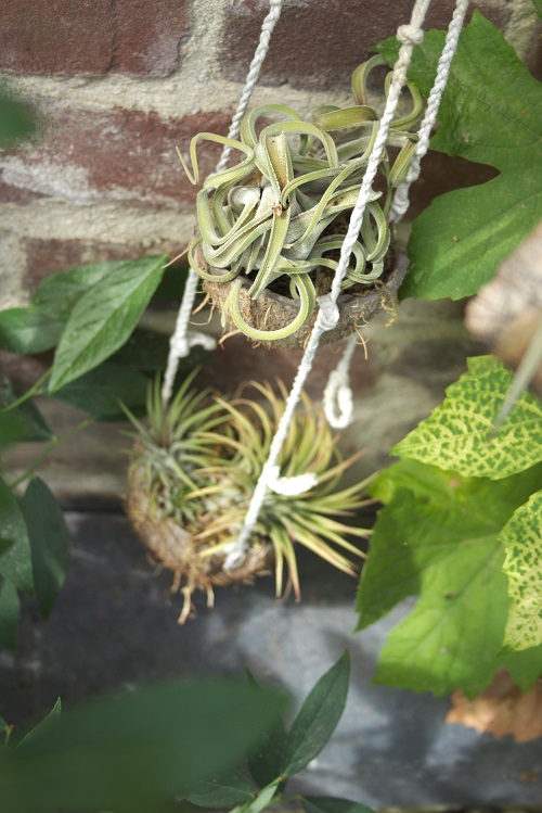 Tillandsia air plants in coconut hanger.