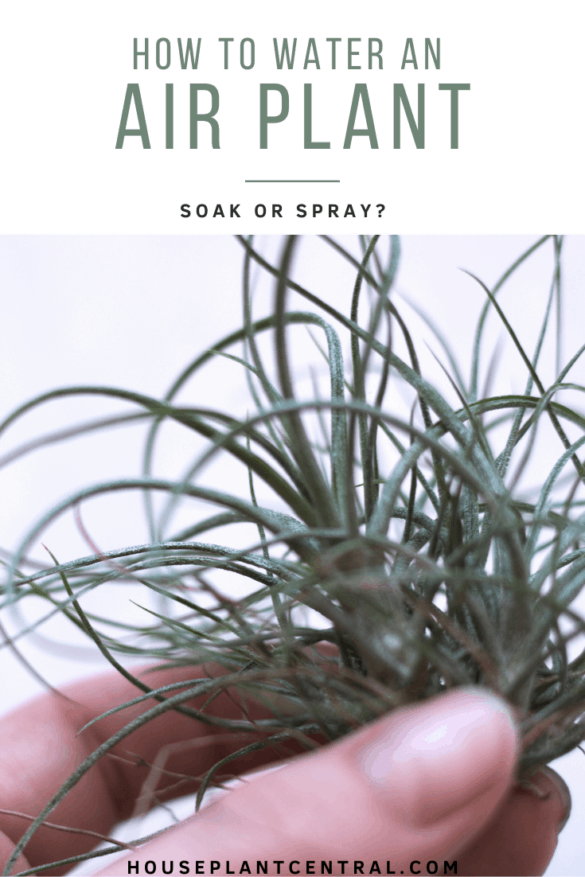 How to water air plants Full air plant watering guide Houseplant