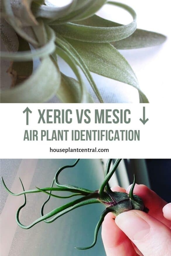 how-to-water-air-plants-full-air-plant-watering-guide-houseplant