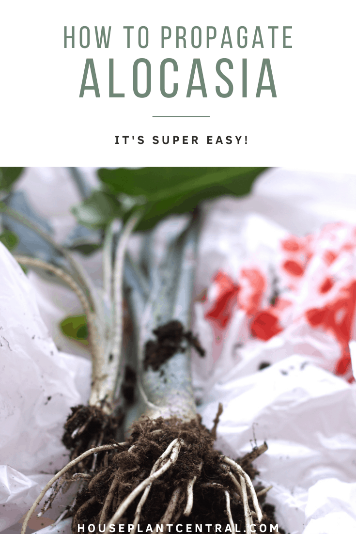 Alocasia houseplant on plastic bag ready to be divided for propagation, close-up of roots | Full Alocasia propagation guide